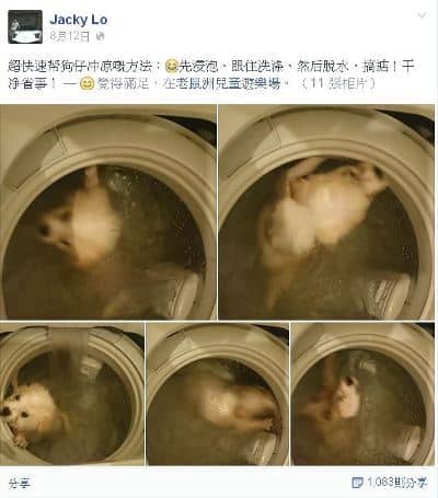 washing-machine-dog-animal-abuse-hk-mainland-tensions-01
