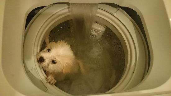 Il lave son chien dans la machine à laver…